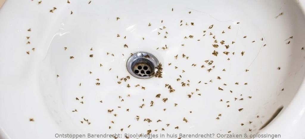 Rioolvliegjes in huis Barendrecht? Oorzaken & oplossingen